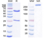 SDS-PAGE - Anti-KAAG1 Antibody [AB-3A4] Biosimilar - BSA and Azide free (A340085) - Antibodies.com