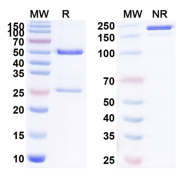 SDS-PAGE - Anti-c-Kit Antibody [MGTA 117] Biosimilar - BSA and Azide free (A340087) - Antibodies.com