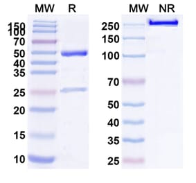 SDS-PAGE - Anti-c-Kit Antibody [LOP628] Biosimilar - BSA and Azide free (A340088) - Antibodies.com