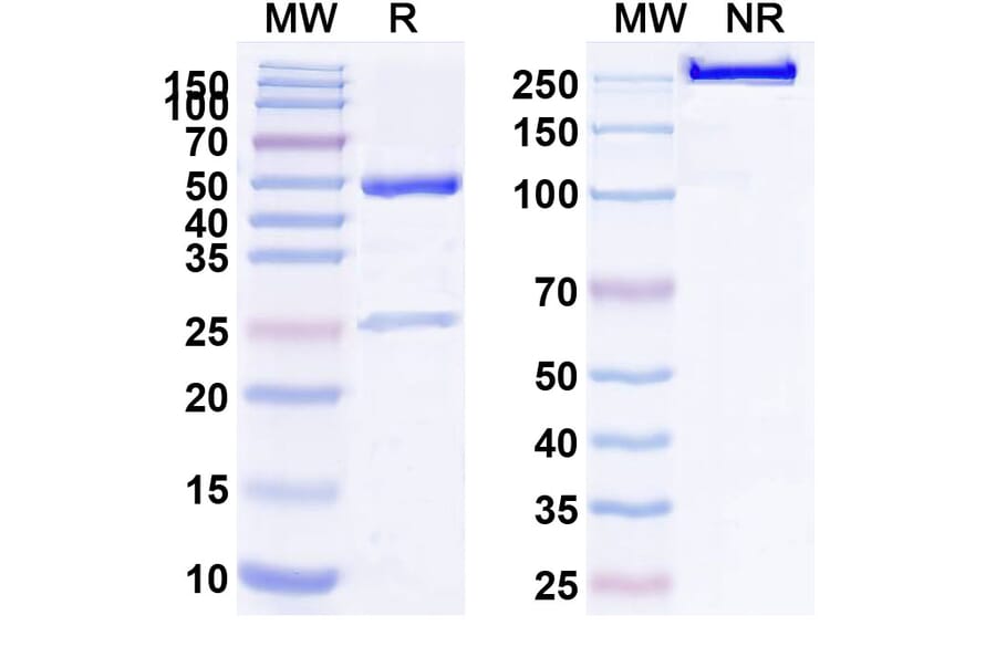 SDS-PAGE - Anti-c-Kit Antibody [LOP628] Biosimilar - BSA and Azide free (A340088) - Antibodies.com