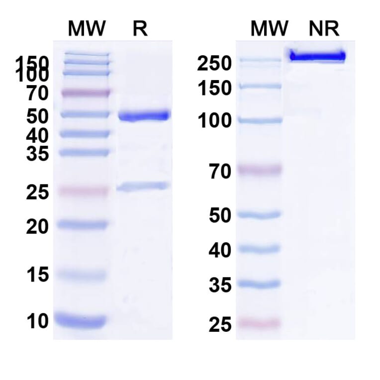 SDS-PAGE - Anti-c-Kit Antibody [LOP628] Biosimilar - BSA and Azide free (A340088) - Antibodies.com