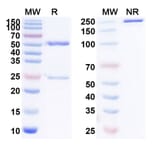 SDS-PAGE - Anti-KLRG1 Antibody [ABC8] Biosimilar - BSA and Azide free (A340089) - Antibodies.com