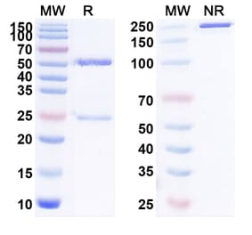 SDS-PAGE - Anti-KLRG1 Antibody [ABC15] Biosimilar - BSA and Azide free (A340090) - Antibodies.com