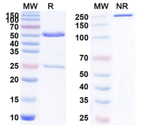 SDS-PAGE - Anti-LAG 3 Antibody [AM3] Biosimilar - BSA and Azide free (A340093) - Antibodies.com