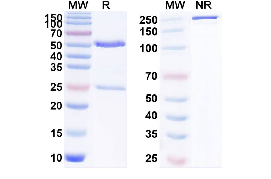 SDS-PAGE - Anti-LAG 3 Antibody [AM3] Biosimilar - BSA and Azide free (A340093) - Antibodies.com