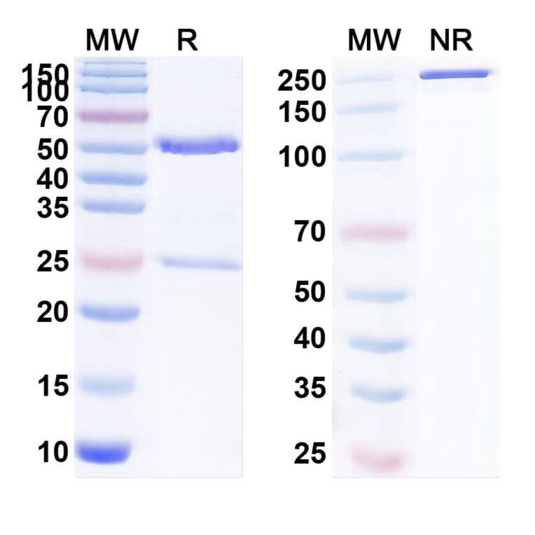 SDS-PAGE - Anti-LAG 3 Antibody [AM3] Biosimilar - BSA and Azide free (A340093) - Antibodies.com