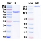 SDS-PAGE - Anti-LAG 3 Antibody [AM3] Biosimilar - BSA and Azide free (A340093) - Antibodies.com