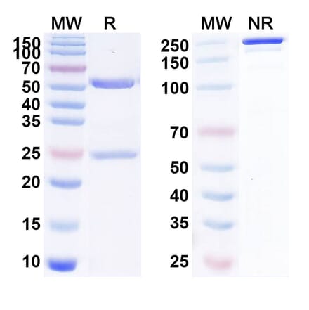 SDS-PAGE - Anti-LAG 3 Antibody [DNV3] Biosimilar - BSA and Azide free (A340095) - Antibodies.com