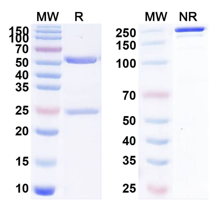 SDS-PAGE - Anti-LAG 3 Antibody [IMP-71] Biosimilar - BSA and Azide free (A340096) - Antibodies.com