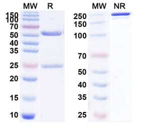 SDS-PAGE - Anti-LAG 3 Antibody [ENUM6] Biosimilar - BSA and Azide free (A340097) - Antibodies.com