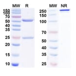 SDS-PAGE - Anti-LAG 3 Antibody [ENUM6] Biosimilar - BSA and Azide free (A340097) - Antibodies.com