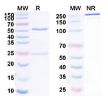 SDS-PAGE - Anti-LAG 3 Antibody [GSK2831781] Biosimilar - BSA and Azide free (A340098) - Antibodies.com