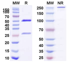 SDS-PAGE - Anti-LAG 3 Antibody [IMP761] Biosimilar - BSA and Azide free (A340099) - Antibodies.com