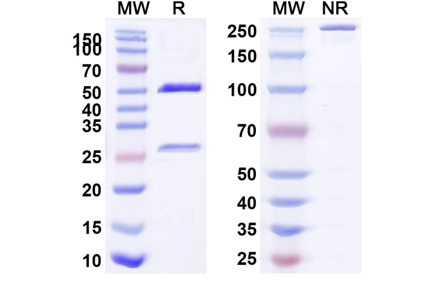 SDS-PAGE - Anti-LAG 3 Antibody [IMP761] Biosimilar - BSA and Azide free (A340099) - Antibodies.com