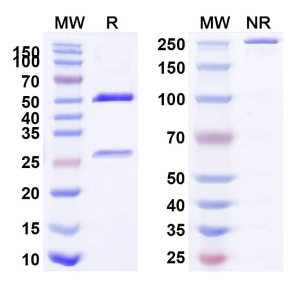 SDS-PAGE - Anti-LAG 3 Antibody [IMP761] Biosimilar - BSA and Azide free (A340099) - Antibodies.com