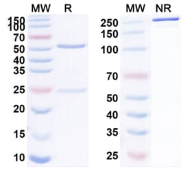 SDS-PAGE - Anti-LAG 3 Antibody [MLB12] Biosimilar - BSA and Azide free (A340101) - Antibodies.com