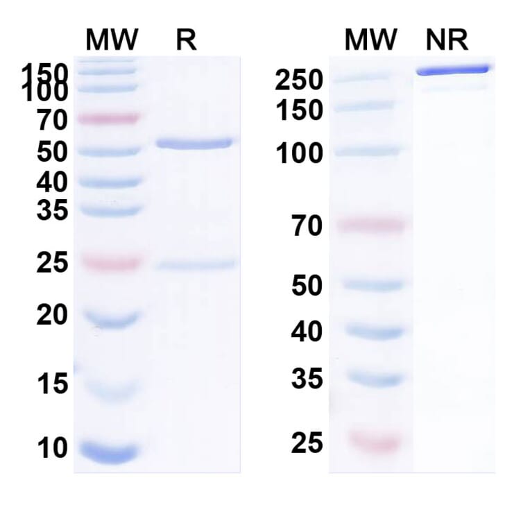 SDS-PAGE - Anti-LAG 3 Antibody [MLB12] Biosimilar - BSA and Azide free (A340101) - Antibodies.com