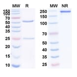 SDS-PAGE - Anti-LAG 3 Antibody [Sym22] Biosimilar - BSA and Azide free (A340102) - Antibodies.com