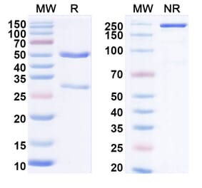 SDS-PAGE - Anti-LAIR1 Antibody [IO 16] Biosimilar - BSA and Azide free (A340103) - Antibodies.com