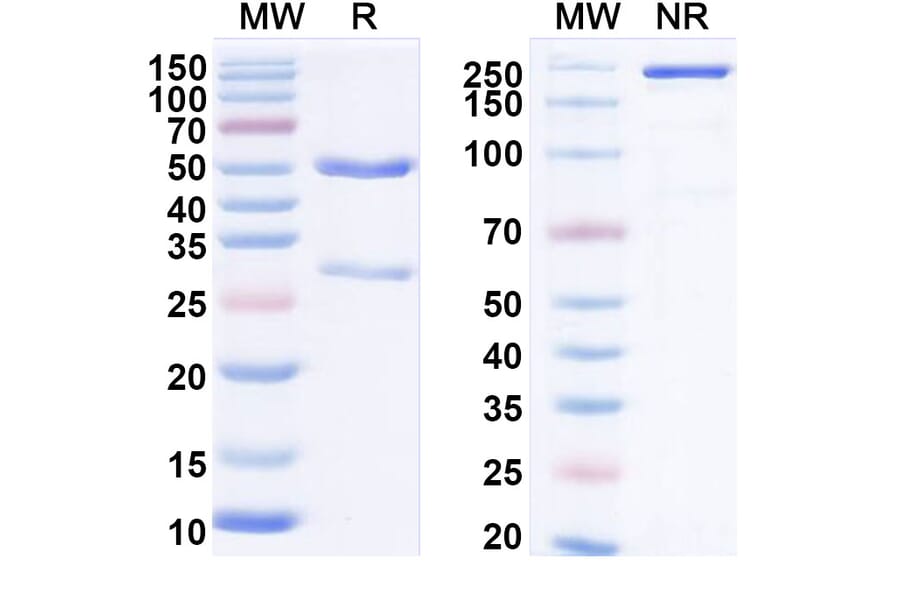 SDS-PAGE - Anti-LAIR1 Antibody [IO 16] Biosimilar - BSA and Azide free (A340103) - Antibodies.com