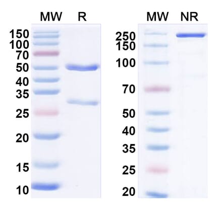 SDS-PAGE - Anti-LAIR1 Antibody [IO 16] Biosimilar - BSA and Azide free (A340103) - Antibodies.com