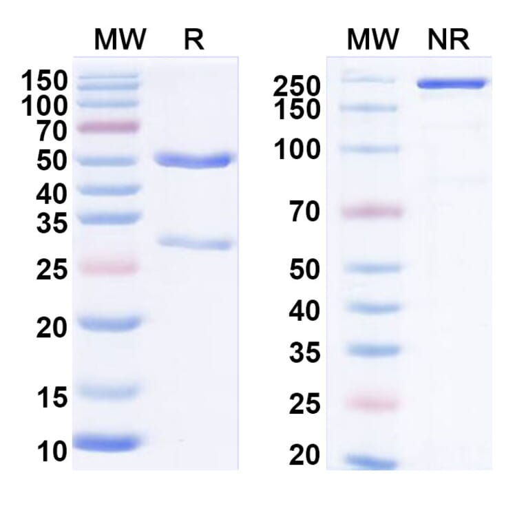 SDS-PAGE - Anti-LAIR1 Antibody [IO 16] Biosimilar - BSA and Azide free (A340103) - Antibodies.com