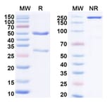 SDS-PAGE - Anti-LAIR1 Antibody [IO 16] Biosimilar - BSA and Azide free (A340103) - Antibodies.com