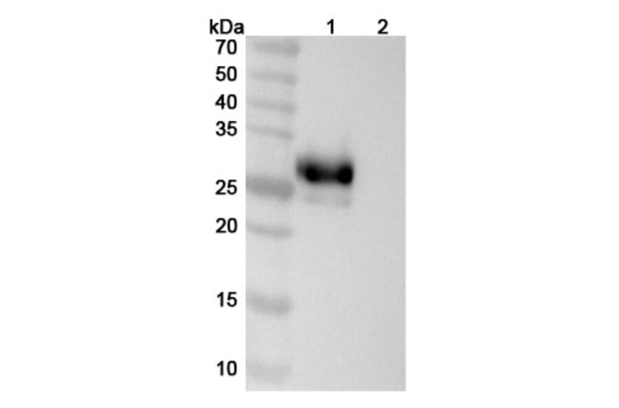 SDS-PAGE - Anti-LAIR1 Antibody [IO 16] Biosimilar - BSA and Azide free (A340103) - Antibodies.com