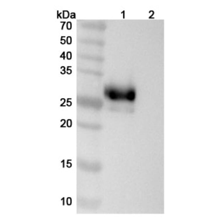 SDS-PAGE - Anti-LAIR1 Antibody [IO 16] Biosimilar - BSA and Azide free (A340103) - Antibodies.com