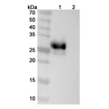 SDS-PAGE - Anti-LAIR1 Antibody [IO 16] Biosimilar - BSA and Azide free (A340103) - Antibodies.com