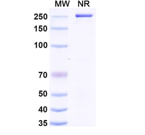 SDS-PAGE - Anti-LAIR1 Antibody [NGM438] Biosimilar - BSA and Azide free (A340104) - Antibodies.com