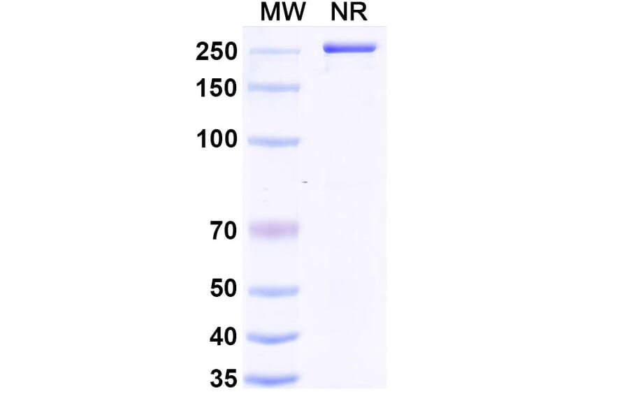 SDS-PAGE - Anti-LAIR1 Antibody [NGM438] Biosimilar - BSA and Azide free (A340104) - Antibodies.com