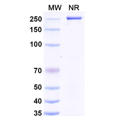 SDS-PAGE - Anti-LAIR1 Antibody [NGM438] Biosimilar - BSA and Azide free (A340104) - Antibodies.com