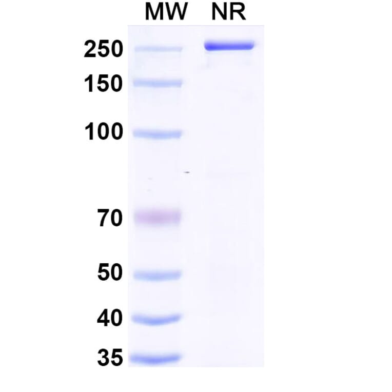 SDS-PAGE - Anti-LAIR1 Antibody [NGM438] Biosimilar - BSA and Azide free (A340104) - Antibodies.com