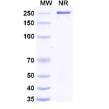 SDS-PAGE - Anti-LAIR1 Antibody [NGM438] Biosimilar - BSA and Azide free (A340104) - Antibodies.com