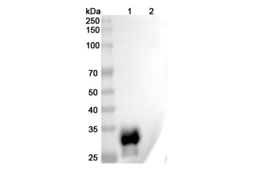 SDS-PAGE - Anti-LAIR1 Antibody [NGM438] Biosimilar - BSA and Azide free (A340104) - Antibodies.com