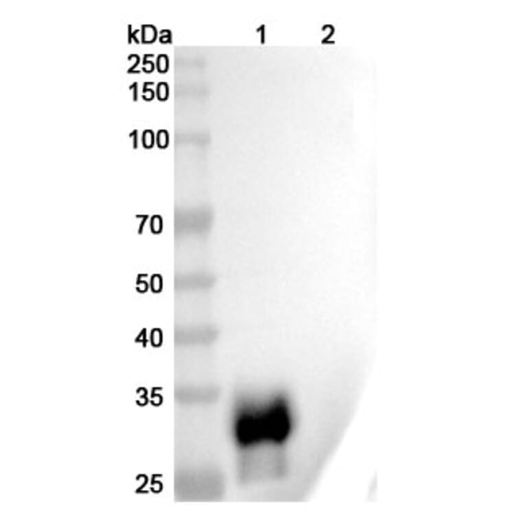 SDS-PAGE - Anti-LAIR1 Antibody [NGM438] Biosimilar - BSA and Azide free (A340104) - Antibodies.com