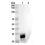 SDS-PAGE - Anti-LAIR1 Antibody [NGM438] Biosimilar - BSA and Azide free (A340104) - Antibodies.com