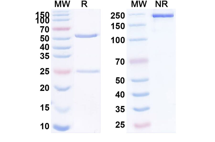 SDS-PAGE - Anti-LAMP1 Antibody [SAR428926] Biosimilar - BSA and Azide free (A340105) - Antibodies.com
