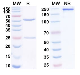 SDS-PAGE - Anti-LGR5 Antibody [BNC11] Biosimilar - BSA and Azide free (A340106) - Antibodies.com
