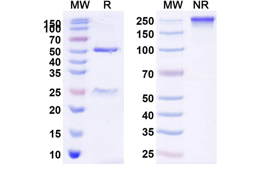 SDS-PAGE - Anti-LIF Antibody [MSC-1] Biosimilar - BSA and Azide free (A340107) - Antibodies.com