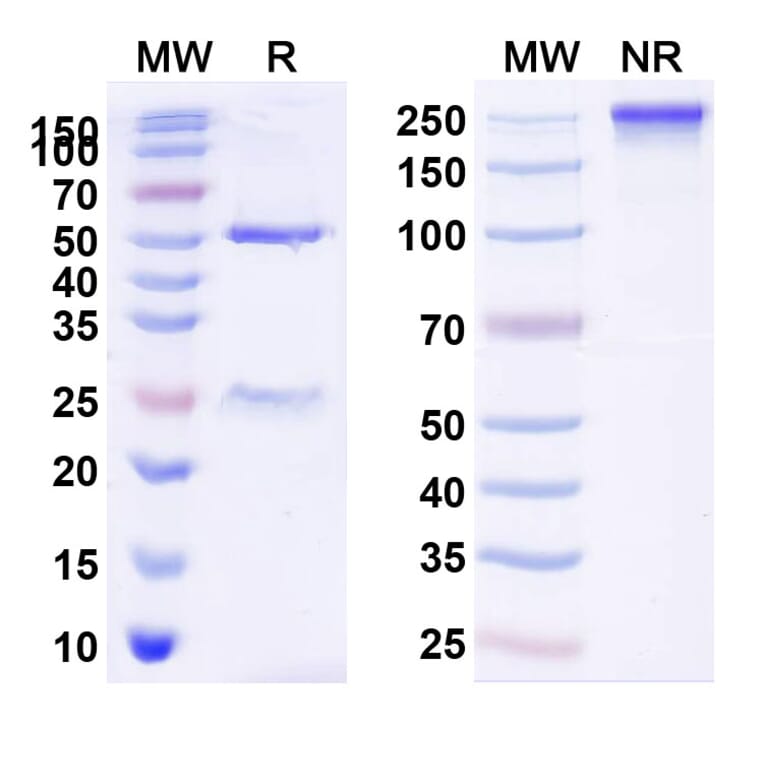 SDS-PAGE - Anti-LIF Antibody [MSC-1] Biosimilar - BSA and Azide free (A340107) - Antibodies.com