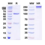SDS-PAGE - Anti-LIF Antibody [MSC-1] Biosimilar - BSA and Azide free (A340107) - Antibodies.com