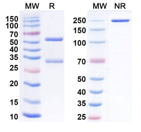SDS-PAGE - Anti-LILRB1 Antibody [AGEN1571] Biosimilar - BSA and Azide free (A340108) - Antibodies.com