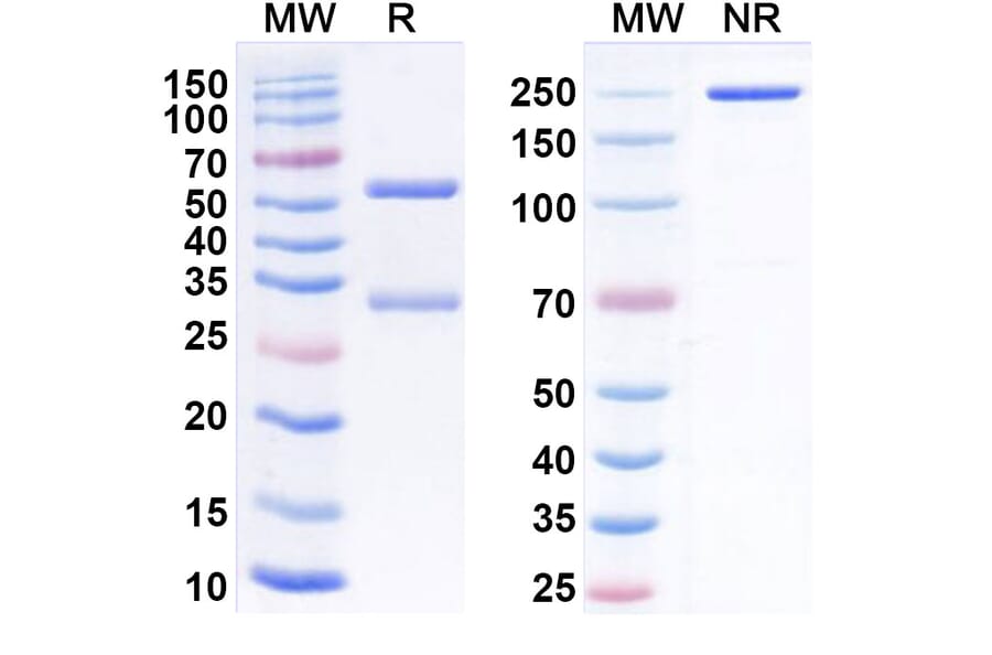 SDS-PAGE - Anti-LILRB1 Antibody [AGEN1571] Biosimilar - BSA and Azide free (A340108) - Antibodies.com