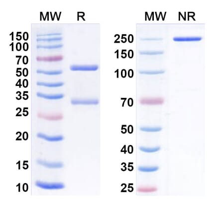 SDS-PAGE - Anti-LILRB1 Antibody [AGEN1571] Biosimilar - BSA and Azide free (A340108) - Antibodies.com