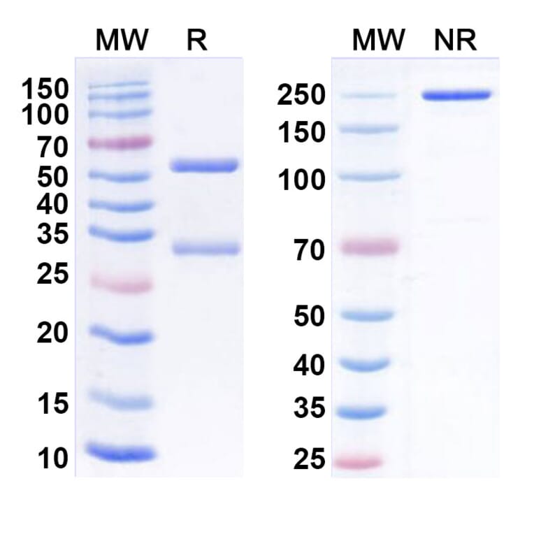 SDS-PAGE - Anti-LILRB1 Antibody [AGEN1571] Biosimilar - BSA and Azide free (A340108) - Antibodies.com