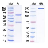SDS-PAGE - Anti-LILRB1 Antibody [AGEN1571] Biosimilar - BSA and Azide free (A340108) - Antibodies.com