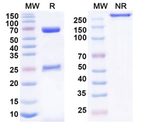 SDS-PAGE - Anti-LILRB4 Antibody [BND-35] Biosimilar - BSA and Azide free (A340110) - Antibodies.com