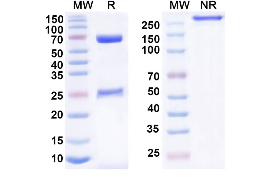SDS-PAGE - Anti-LILRB4 Antibody [BND-35] Biosimilar - BSA and Azide free (A340110) - Antibodies.com